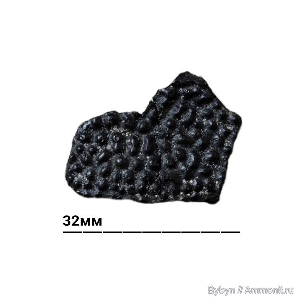 девон, рыбы, верхний девон, плакодермы