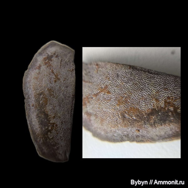 карбон, рыбы, зубы, нижний карбон, Psammodus