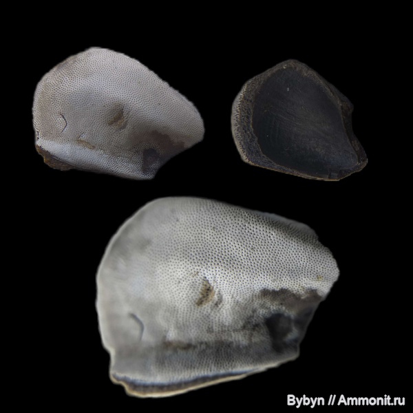 рыбы, зубы, нижний карбон, Deltoptychius