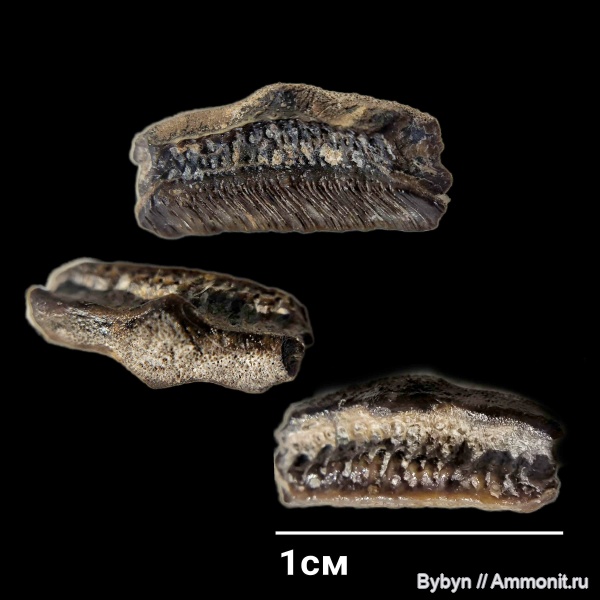 карбон, рыбы, зубы, ?, Helodus