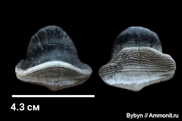 карбон, рыбы, зубы, Petalodus