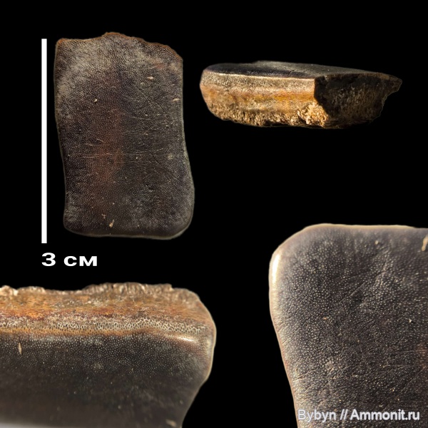 карбон, рыбы, зубы, чешуя, Борщевский