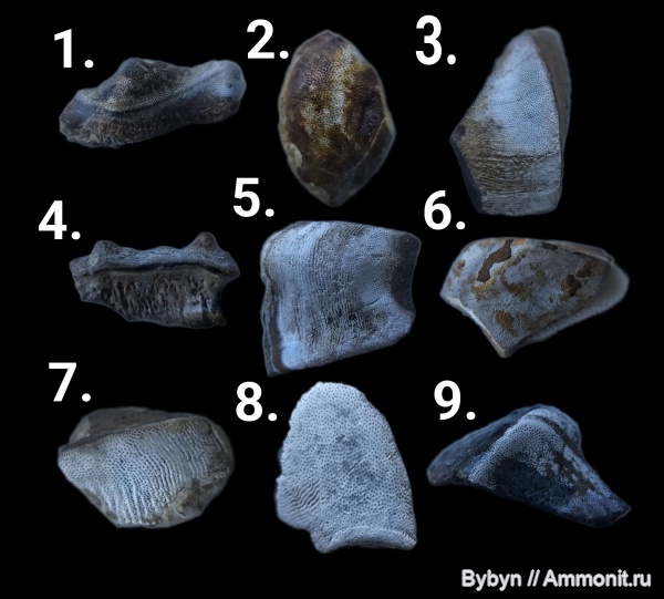 рыбы, зубы, нижний карбон, Борщевский