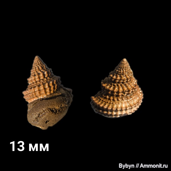 гастроподы, юра, Голутвин, брюхоногие моллюски