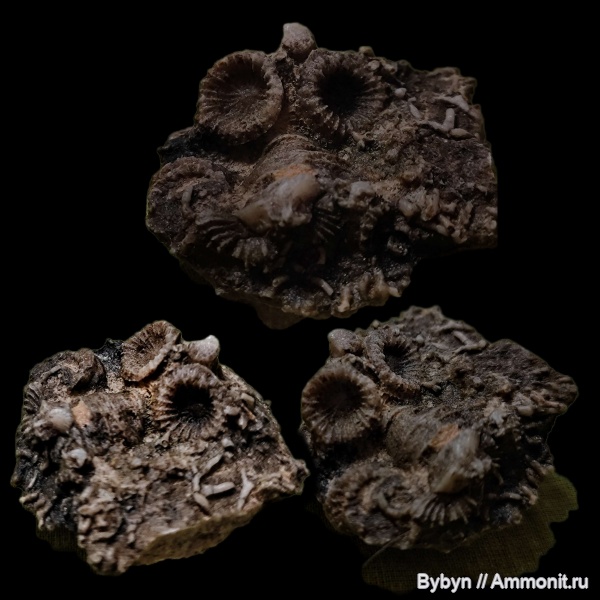 девон, кораллы