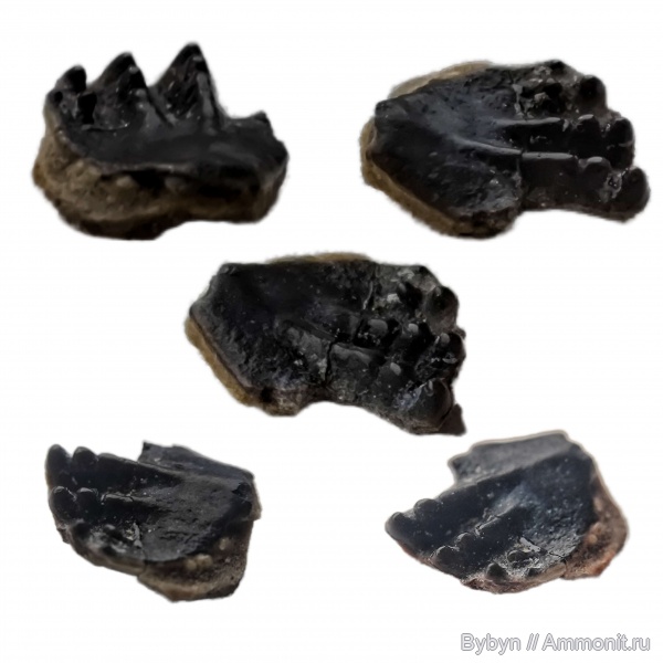 девон, рыбы, Dipnoi