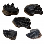 Зубная пластина Dipnoi