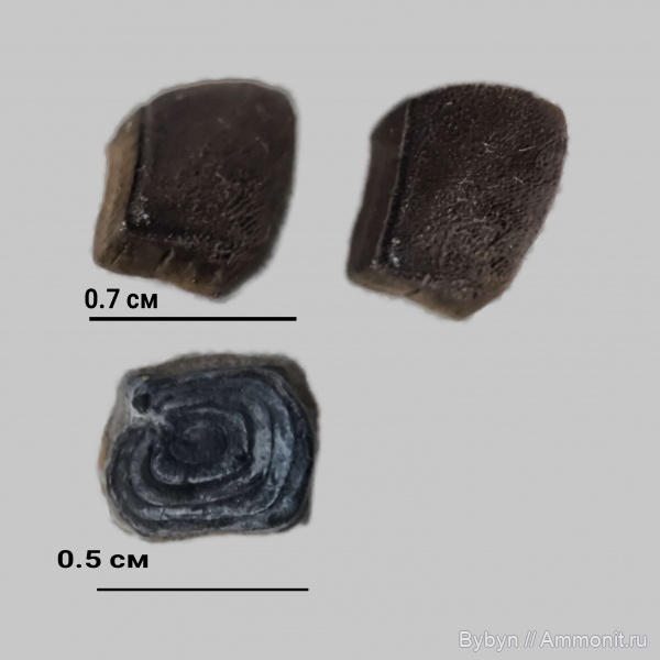 карбон, рыбы, чешуя, Борщевский