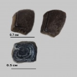 Чешуя Megalichthys и ?