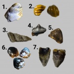 Зубы на определение