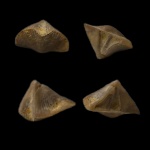 Ювениальная Tenticospirifer