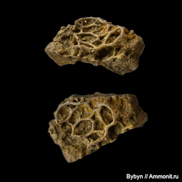 девон, кораллы, Aulopora, Орловская область