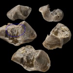 Ручной аппарат Lamellispirifer