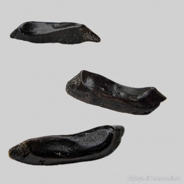 девон, рыбы, зубы, плакодермы, Орловская область