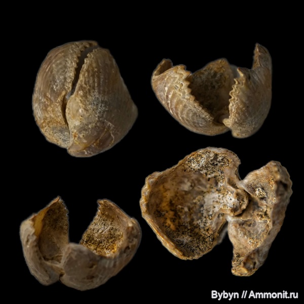 брахиоподы, беспозвоночные, сеноман