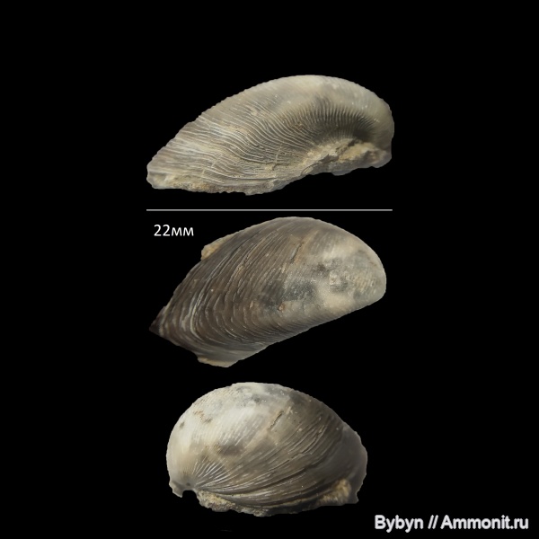 моллюски, девон, двустворки