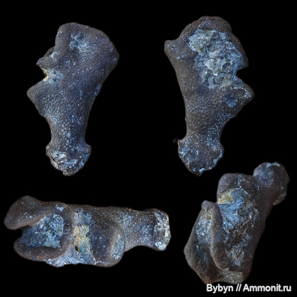 мел, губки, сеноман, Курская область