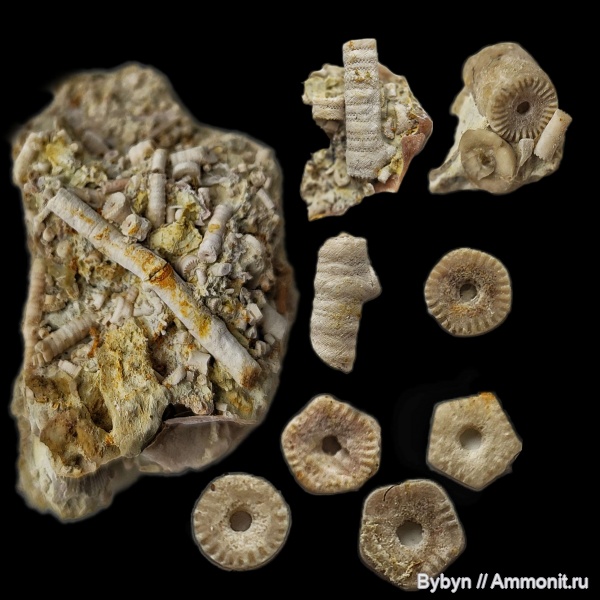 морские лилии, девон, Орловская область