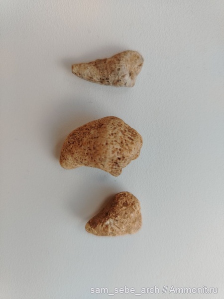 Находки у нас под ногами. Ярославская область