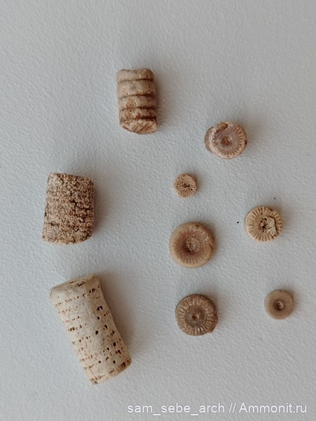 морские лилии, Ярославская область