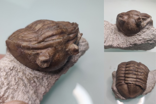 трилобиты, Asaphus sulevi