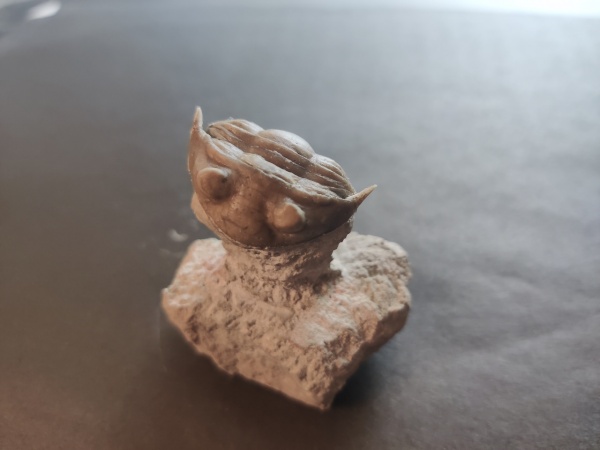 трилобиты, Subasaphus, Subasaphus platyurus, Волхов