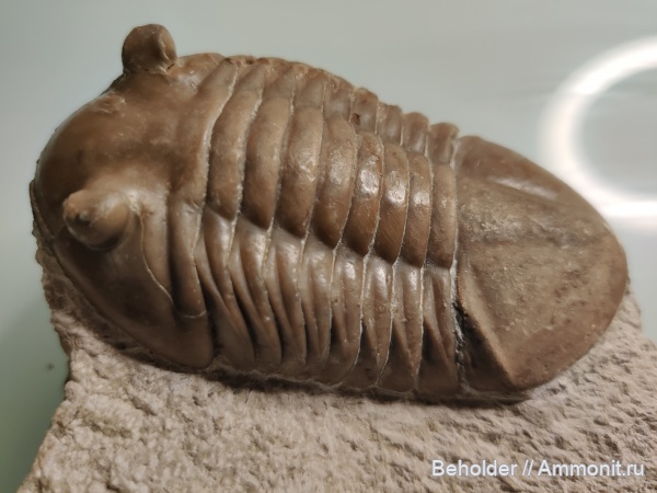 трилобиты, Asaphus knyrkoi