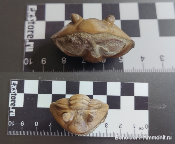 трилобиты, Asaphus, ?