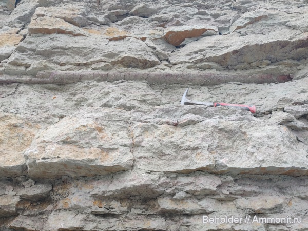 эндоцерасы