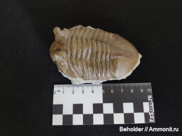 трилобиты, Asaphus, Asaphus kotlukovi