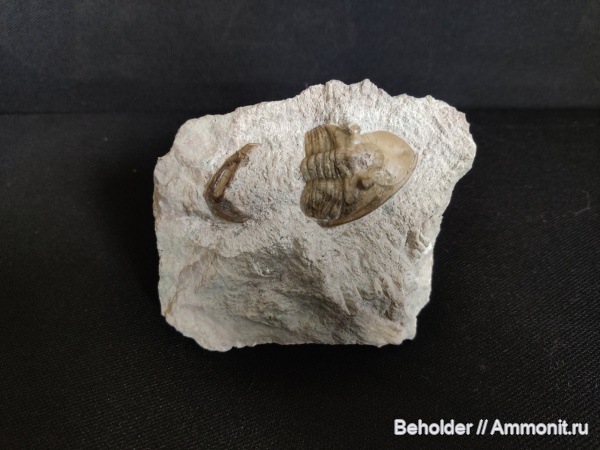 трилобиты, Megistaspis, Rhinoferus, Rhinoferus hyorrhinus