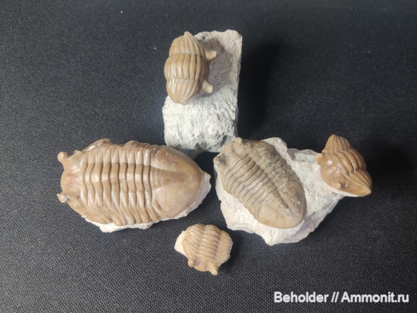 трилобиты, Asaphus, Asaphus kotlukovi