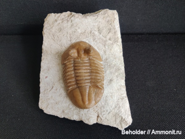 трилобиты, Asaphus, Asaphus holmi