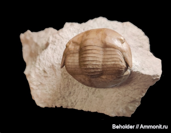 трилобиты, Dysplanus, dysplanus acutigenia