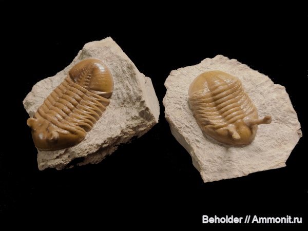 трилобиты, Asaphus, Asaphus kowalewskii, Asaphus lepidurus