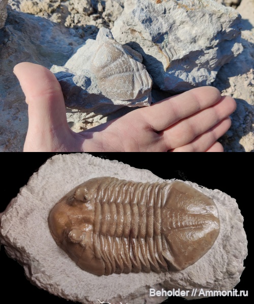 трилобиты, Asaphus, Asaphus holmi