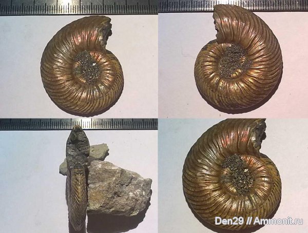 Quenstedtoceras, Quenstedtoceras lamberti, Дубки