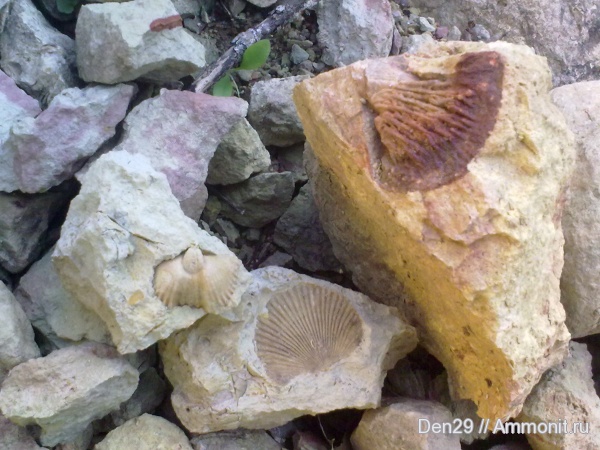 Platystrophia, Cyrtonotella, Estlandia