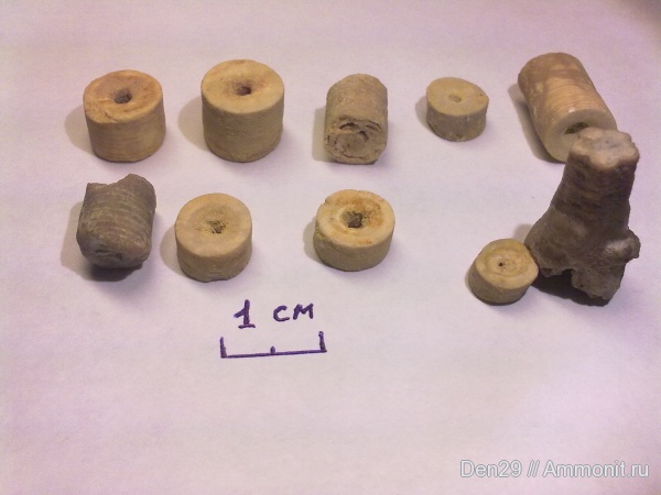 членики морских лилий