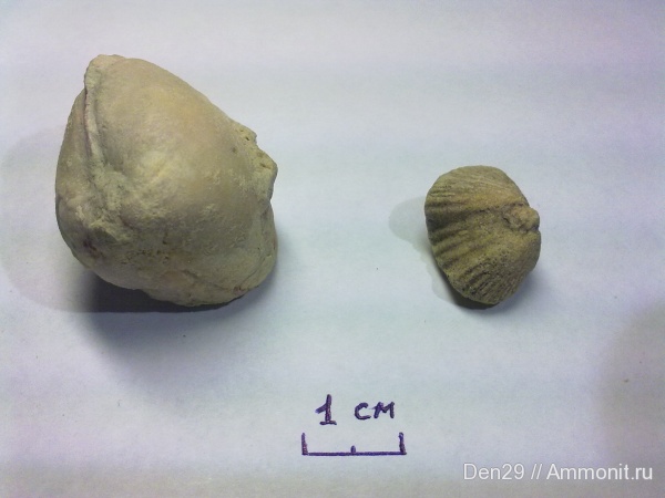 Platystrophia, Porambonites