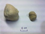 Porambonites schmidti Noetling   (целая раковина), справа - Platystrophia lynx lynx (Eichwald) ядро