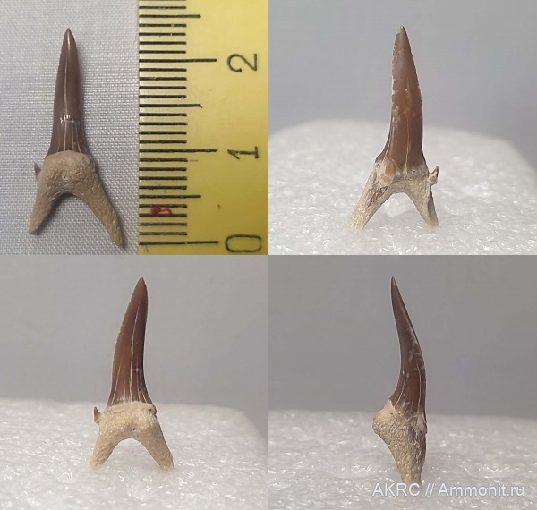 зубы акул, Мангыстау