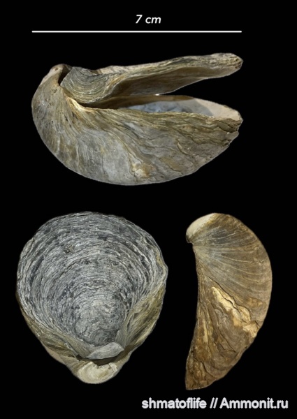 моллюски, мезозой, двустворчатые моллюски, Gryphaea