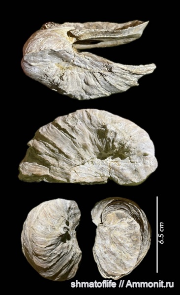 мел, сеноман, Exogyra conica
