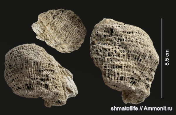 девон, кораллы, Thecostegites, франский  ярус