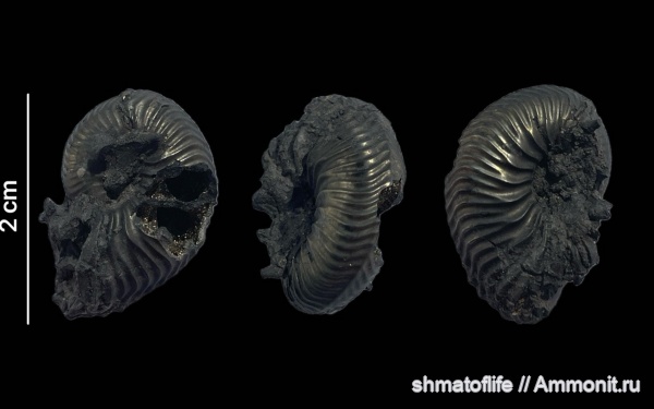 юра, Михайлов, Cardioceras, оксфорд