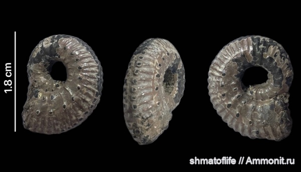 аммониты, юра, Михайлов, Kosmoceras, келловей