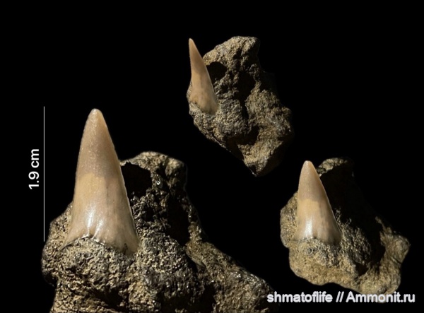 рыбы, зубы, позвоночные, сеноман, Cretoxyrhina, Орловская область