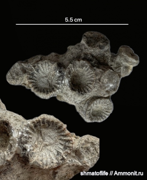 девон, кораллы, кишечнополостные, Aulopora, Disphillia russiensis, Орловская область