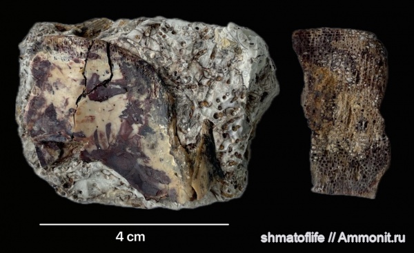девон, рыбы, позвоночные